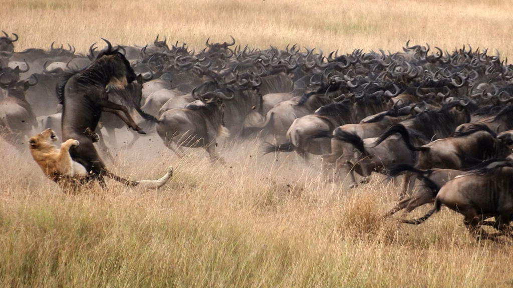 Tanzania Safari Tours : Our Top Picks