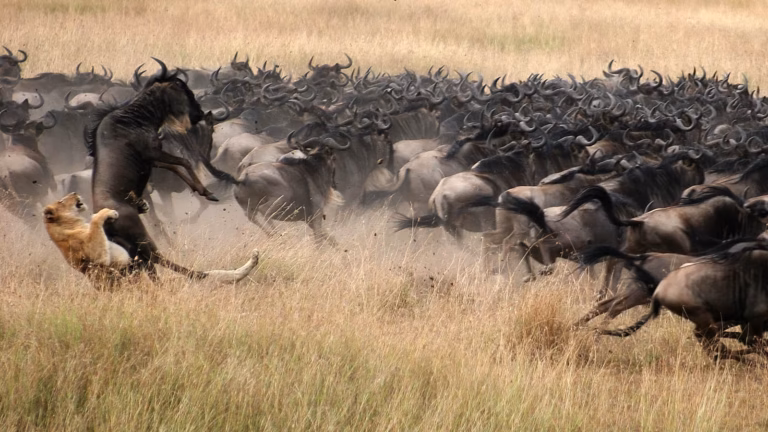 Tanzania Safari Tours : Our Top Picks