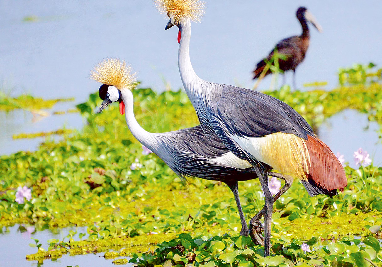 Crested Crane of Uganda
