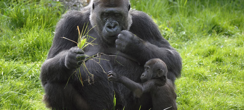 Facts about Kahuzi-Biega National Park