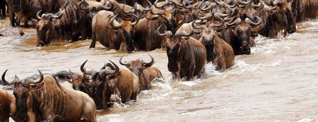 10 Facts About Serengeti National Park