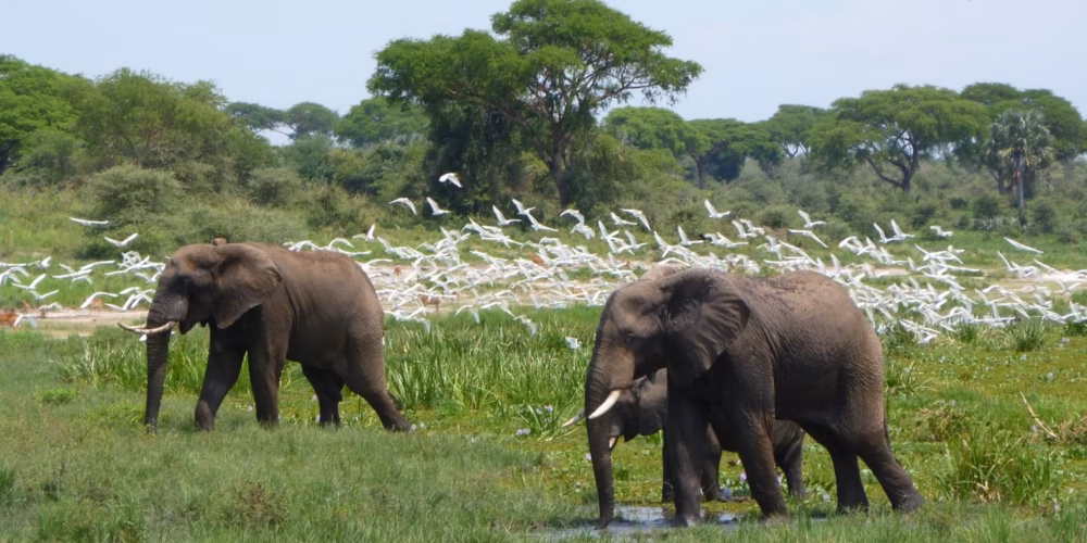 Uganda National Park Fines and Penalties