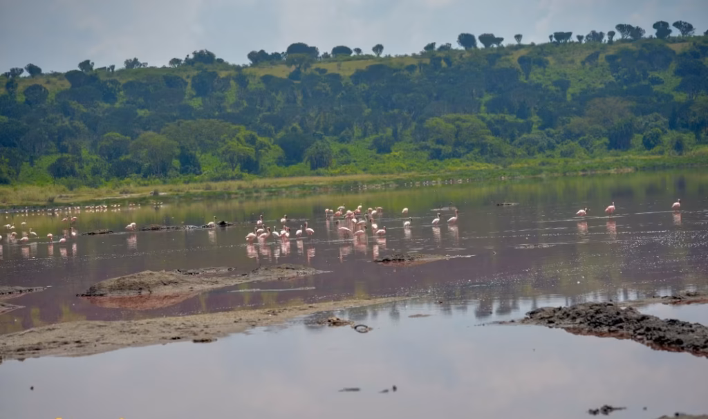 Where to see flamingos in Uganda