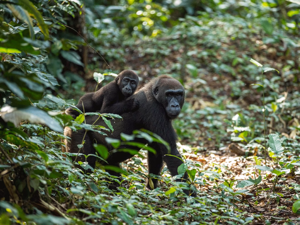 2 Best Places to Visit in Congo