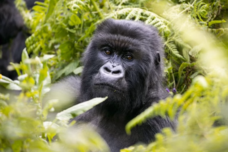 Uganda Gorilla Trekking After COVID-19 – What Travelers Need to Know