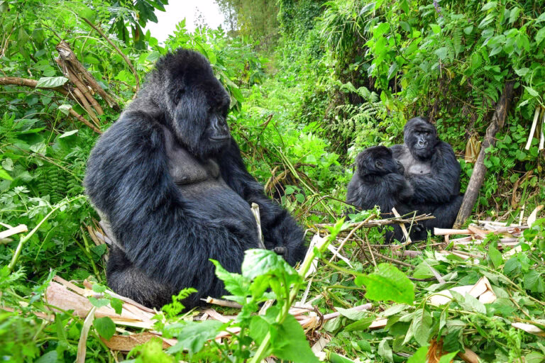 Eco Tourism Mountain Gorillas Africa
