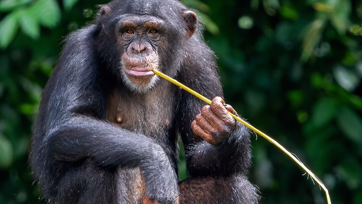 Facts about chimpanzees