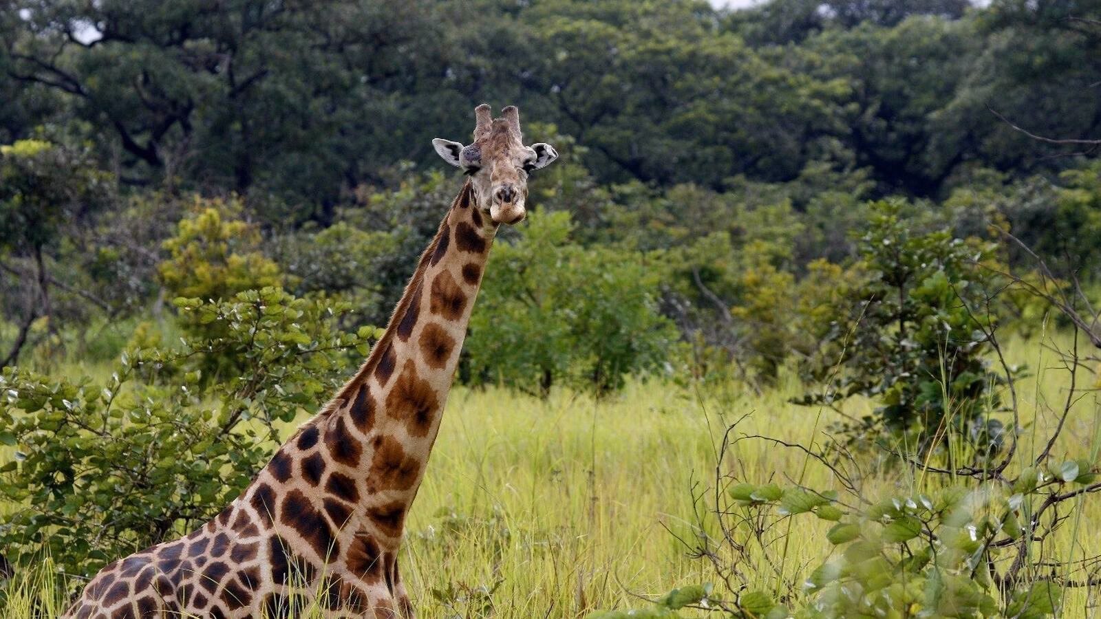 Tourist attractions in Congo