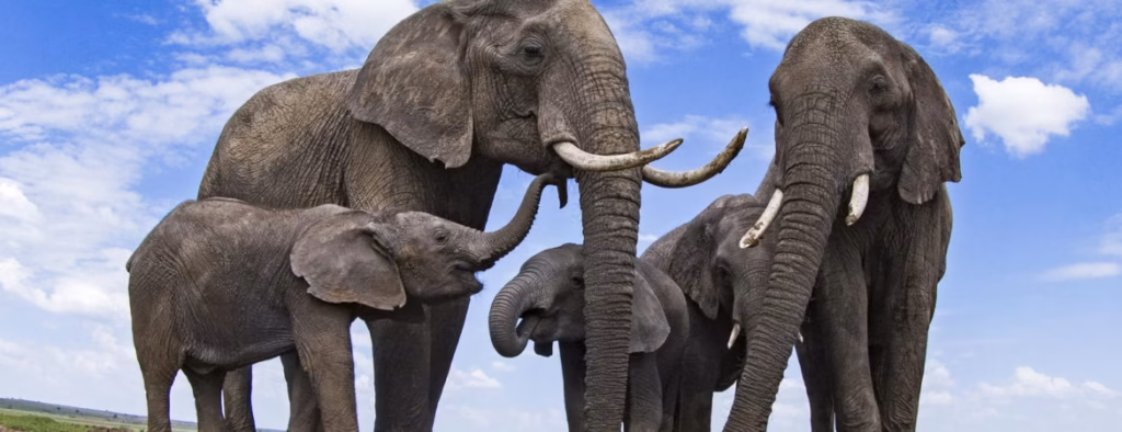 Top 10 Facts About Elephants