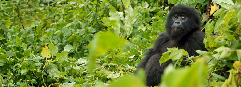 How to Sponsor and Adopt a Gorilla.