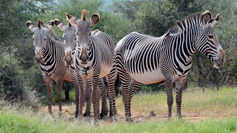 Kenya Safari Tours: Our Top Picks