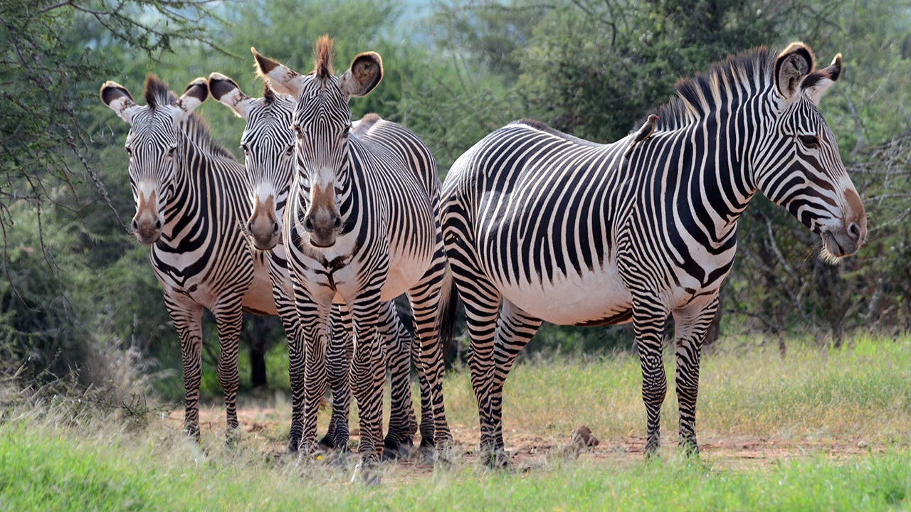 Safari Tours in kenya