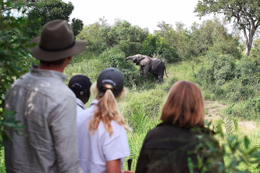 Wellness benefits of an African safari