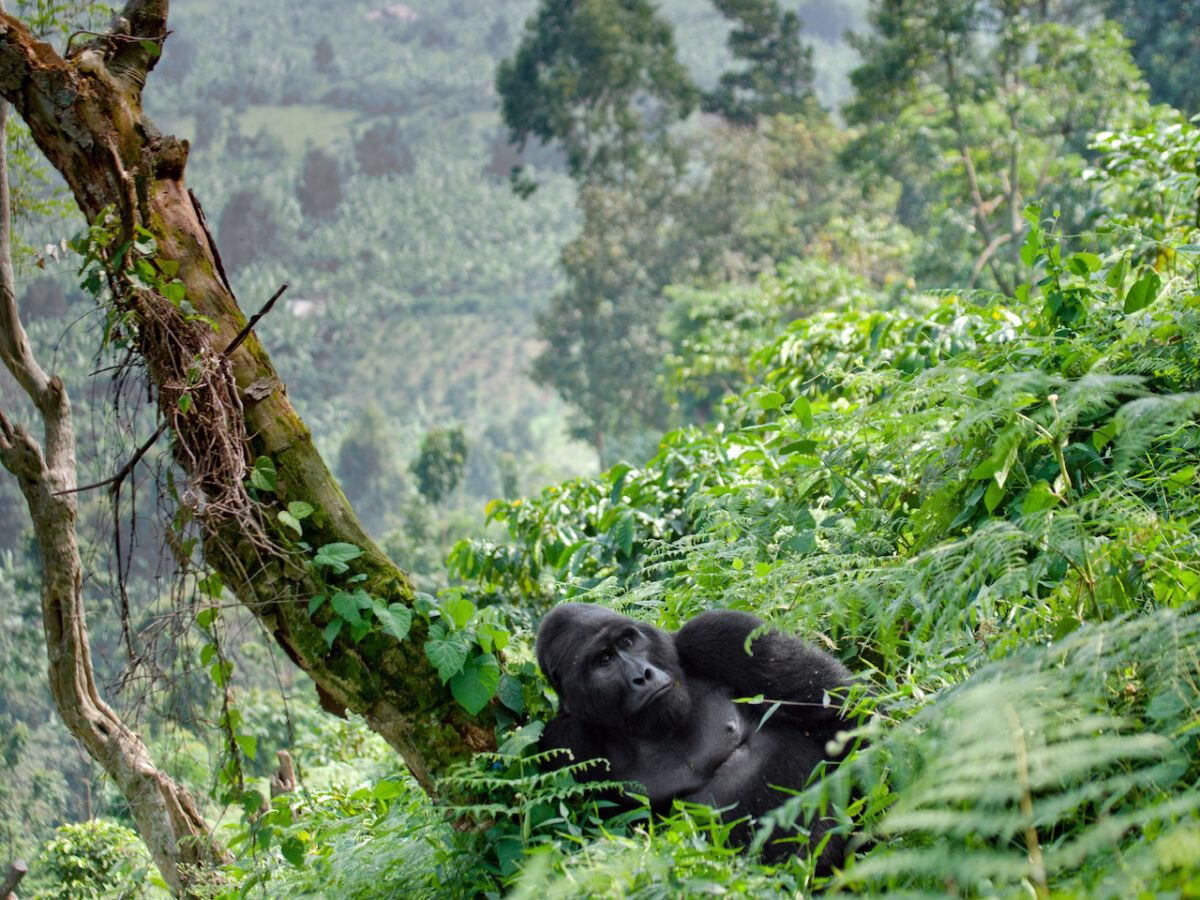 Rwanda’s Conservation Efforts