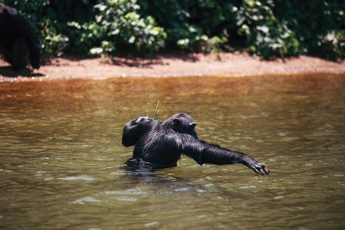 can chimps swim