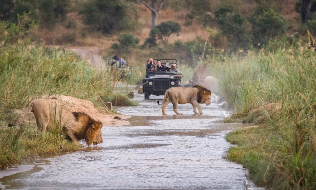 First African Safari