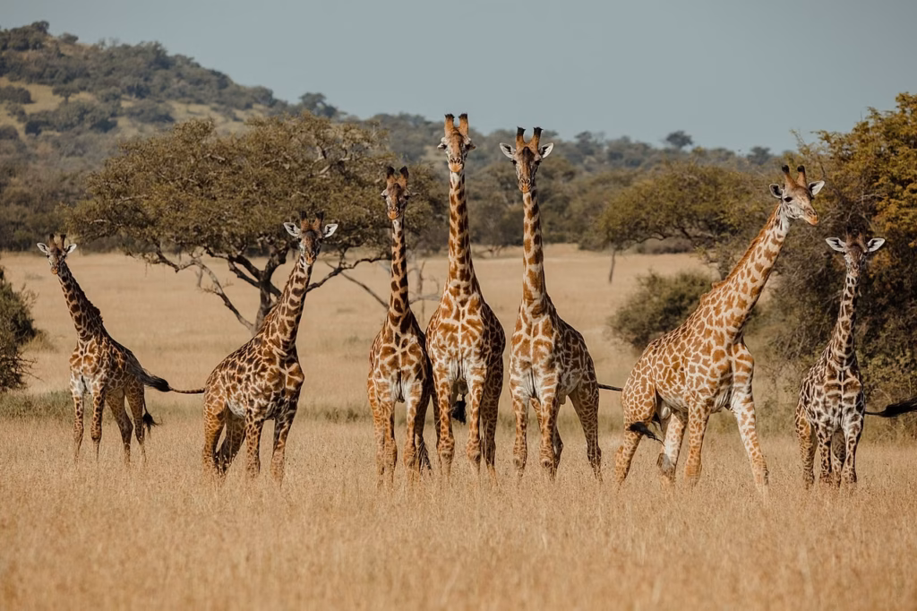 What Is a Group of Giraffes Called?