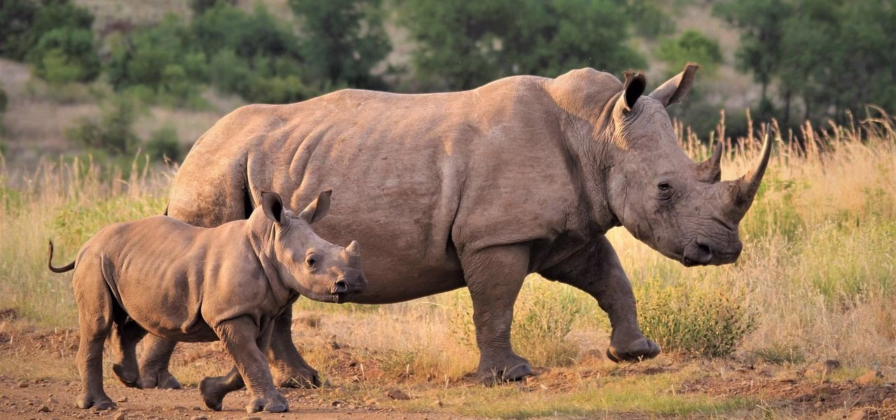 Kenya rhino tracking