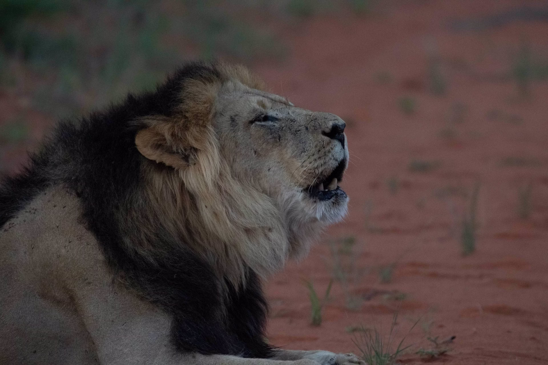 Black-Maned Lions of the Kalahari