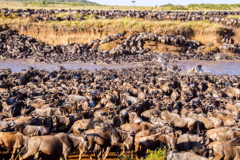 Is South Africa or Kenya Better for Safari?