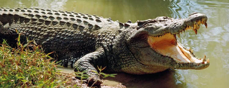 Alligator vs Crocodile