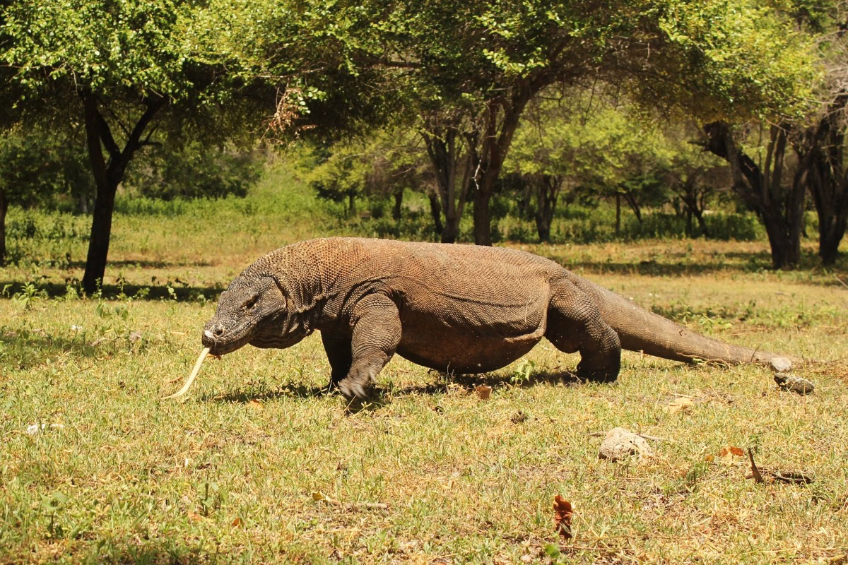 most dangerous animals in the world