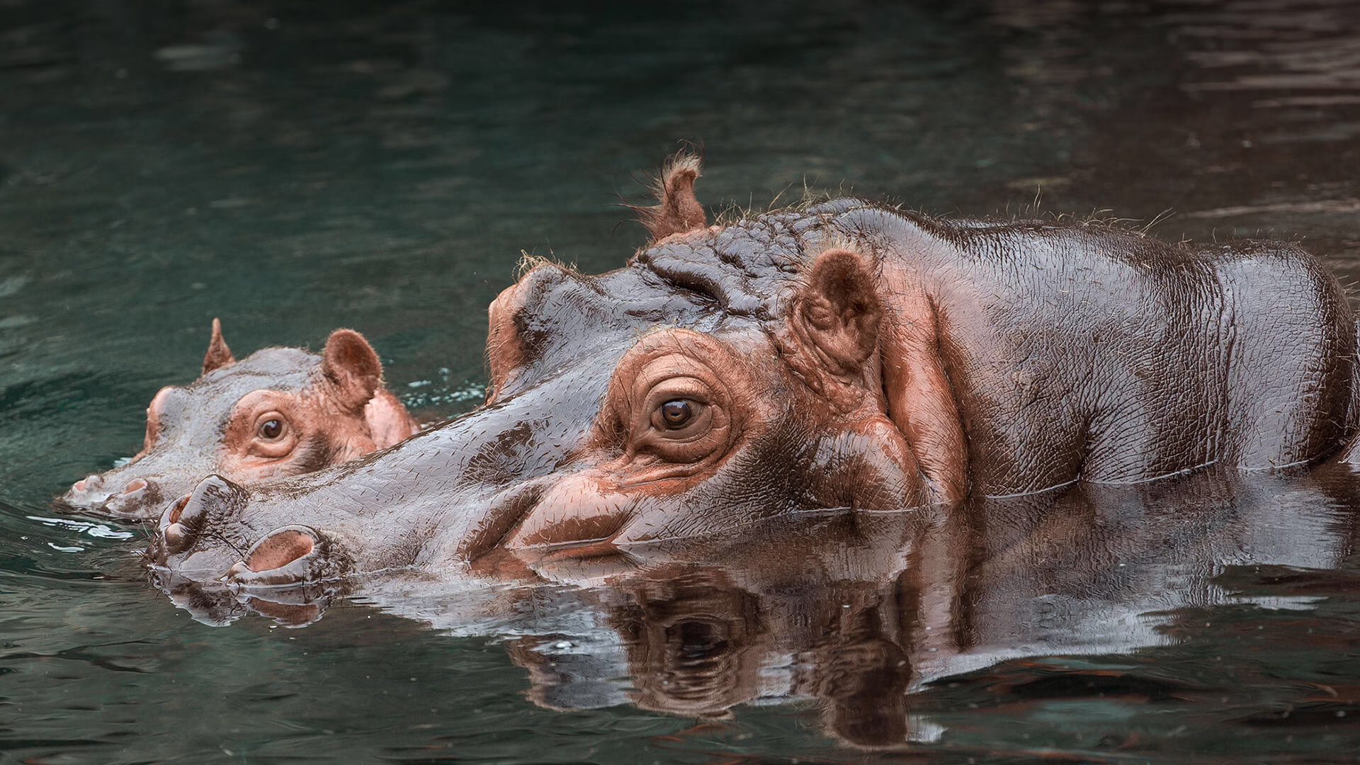 Can hippos swim