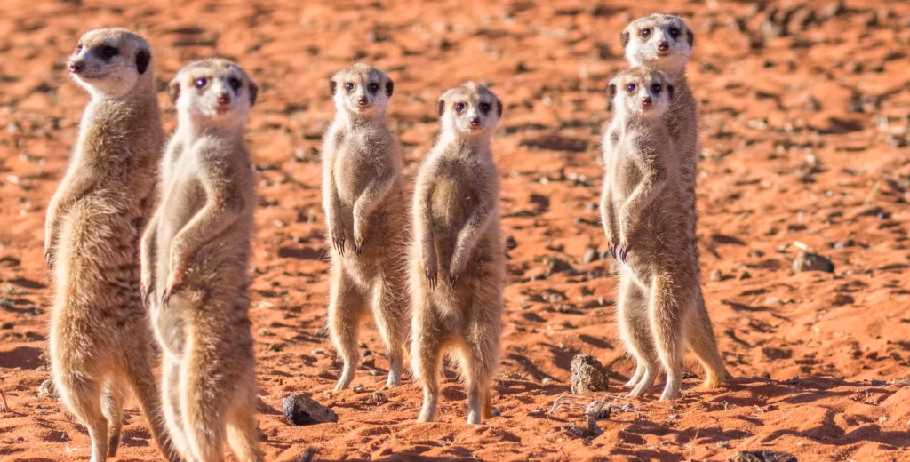 Animals of the Kalahari Desert.