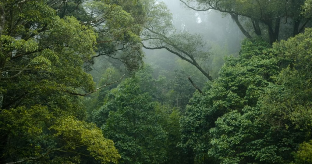 Salonga National Park
