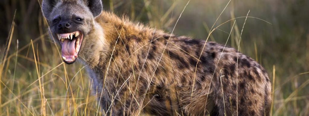 Spotted hyenas in the park