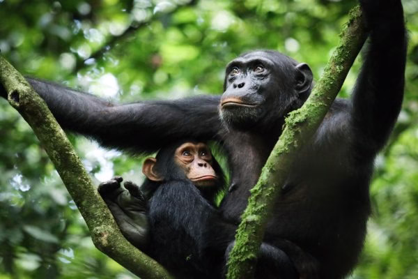how long is chimpanzee trekking