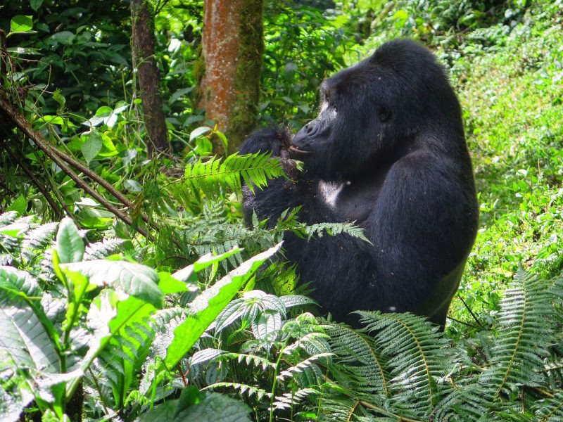 gorilla trekking mistakes