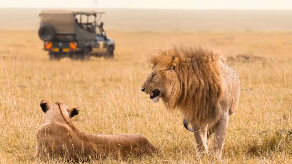 Safari Adventures in Uganda, Africa