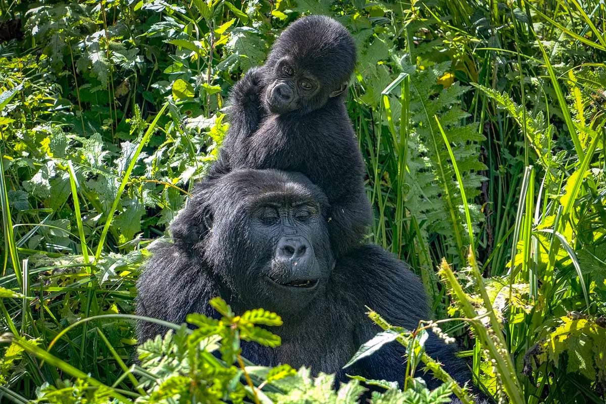 Gorilla Habituation Experience vs. Traditional Trekking