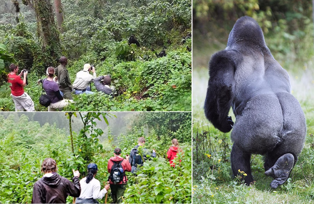 Bwindi gorilla protection