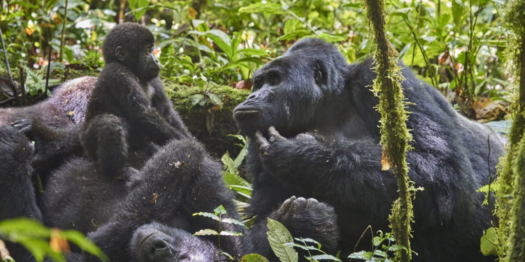 Top 4 Best National Parks in Uganda.