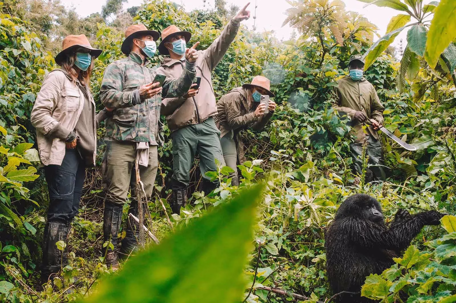 mountain gorilla tourism impact