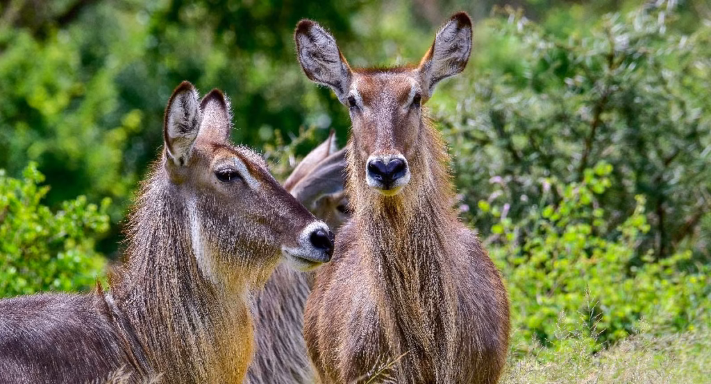 Rumanyika Karagwe National Park
