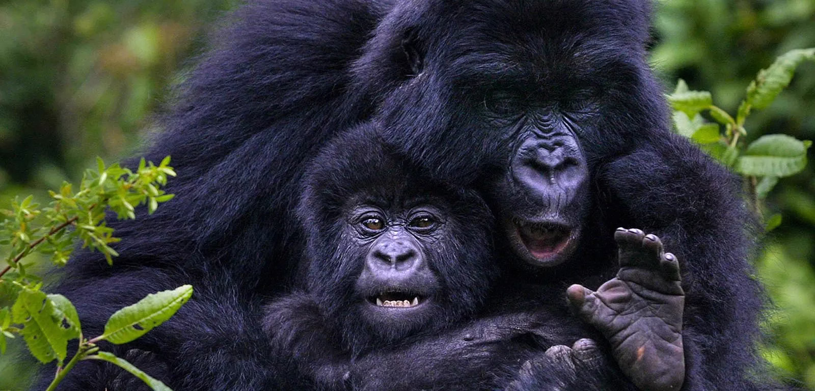 evolution of gorilla trekking Uganda