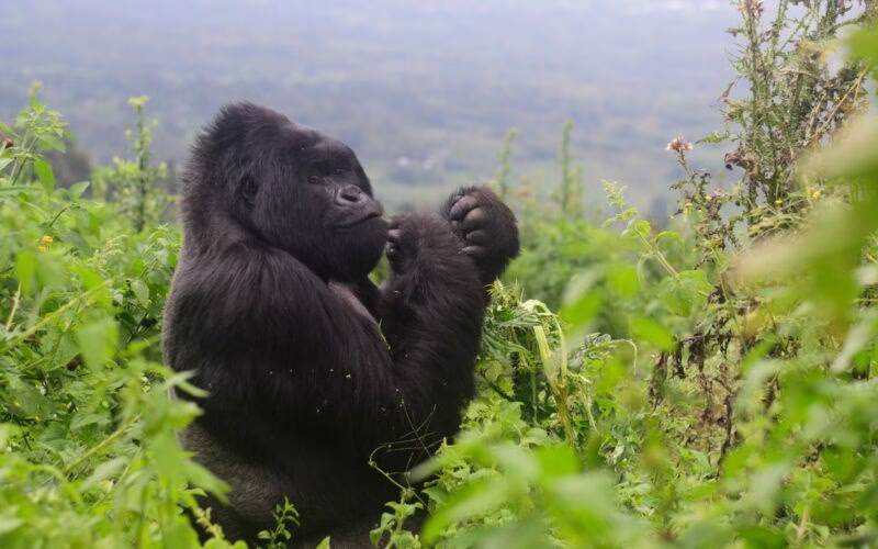 gorilla trekking from Nairobi