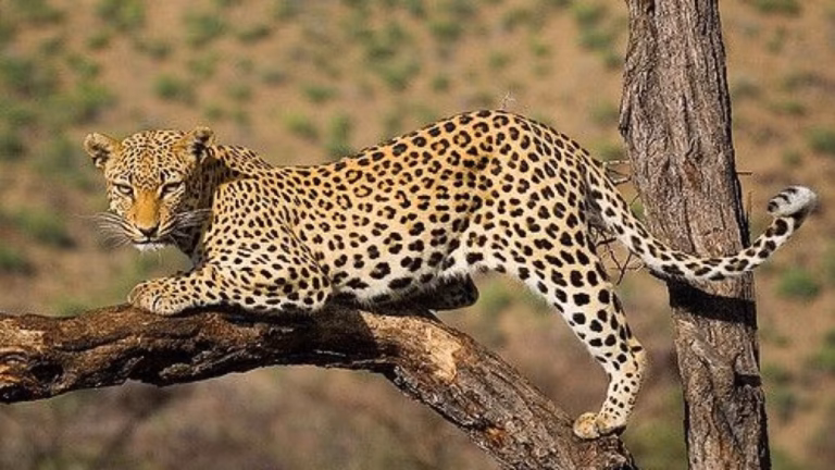 Where to See Leopards in Tanzania