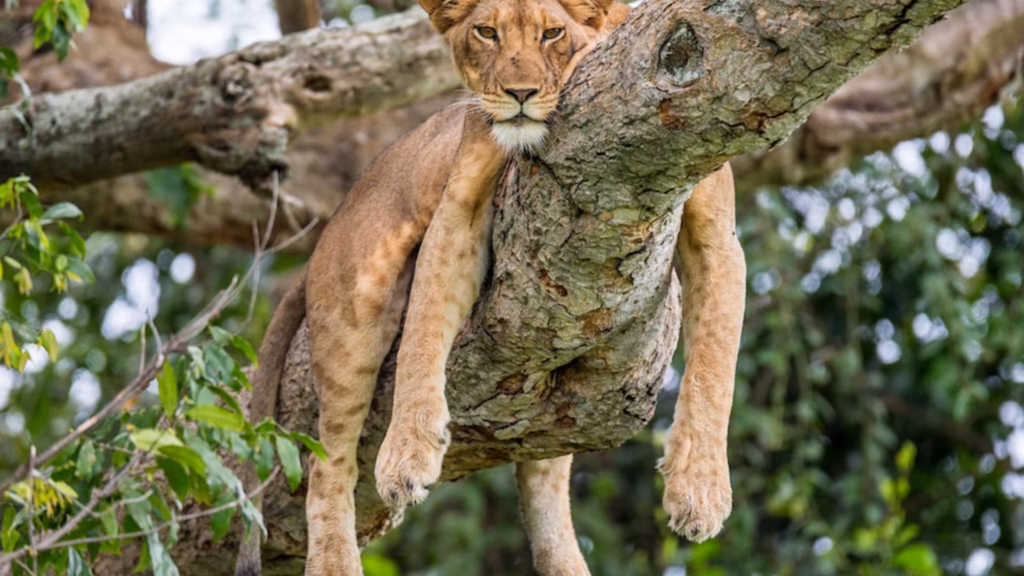 Game Safaris in Murchison Falls National Park
