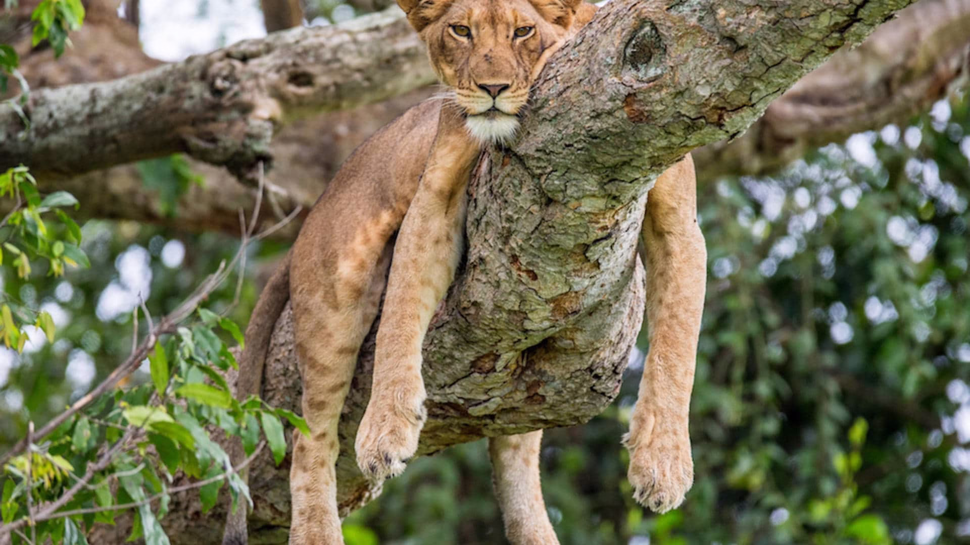 Game Safaris in Murchison Falls National Park