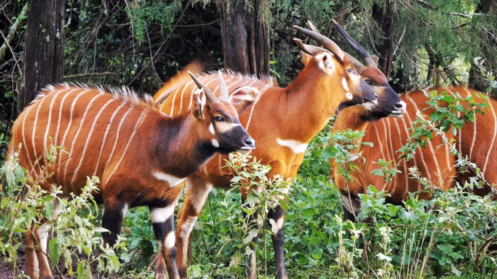 Jubilation as 17 Mountain Bongos Are Repatriated from the US to Kenya