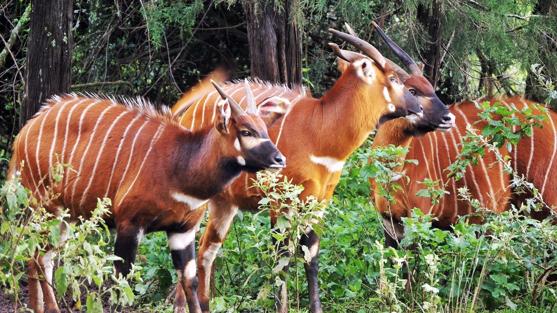 mountain bongo repatriation