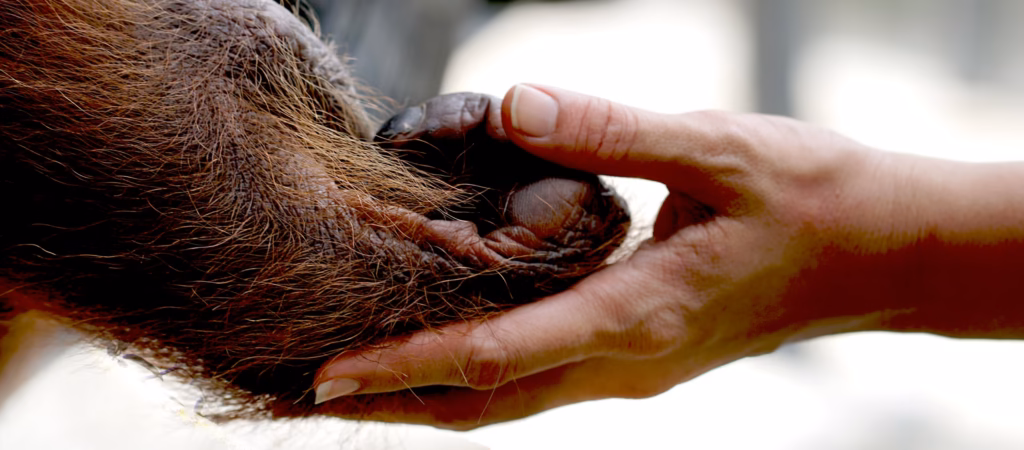 International Primate Day