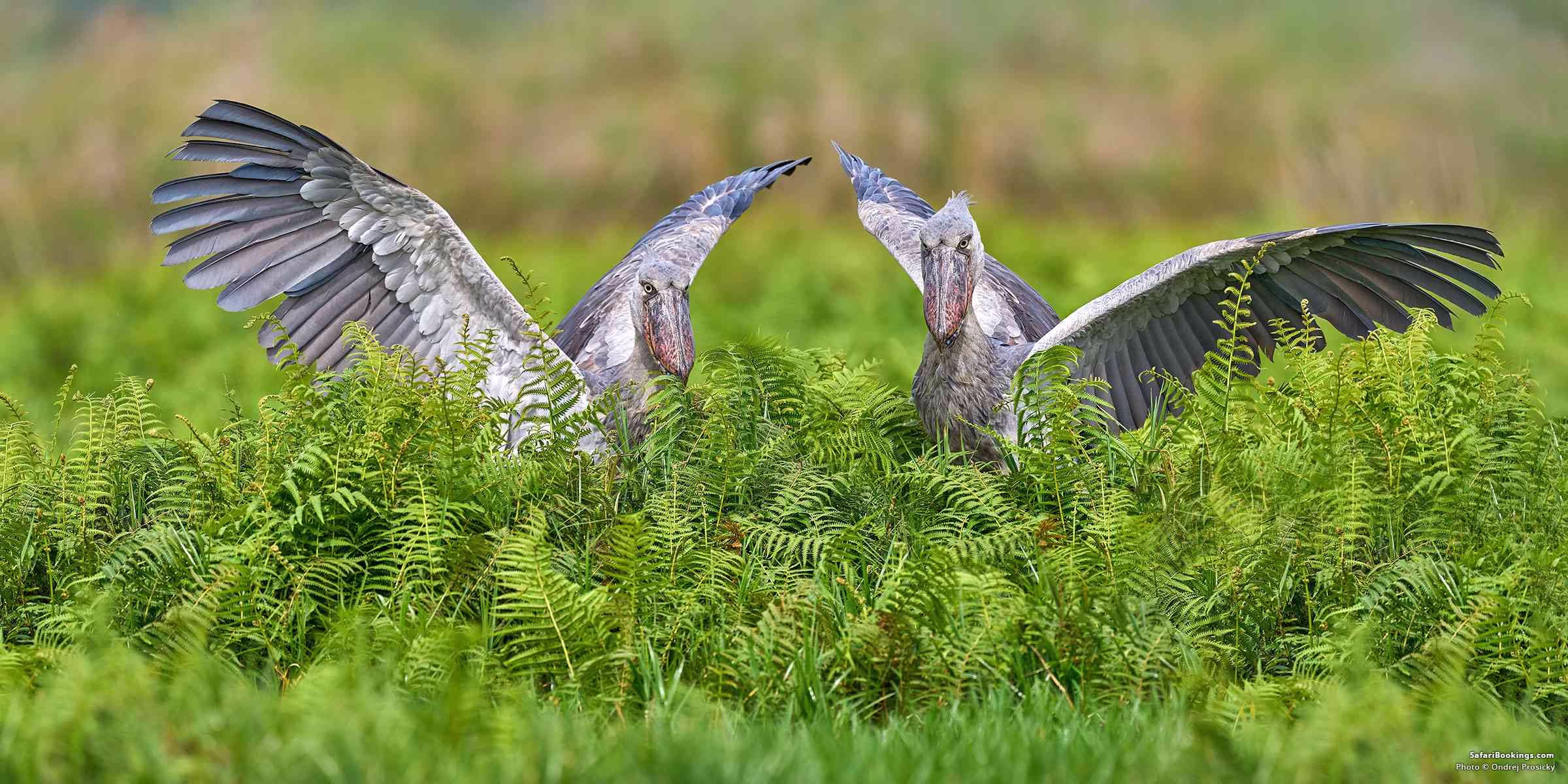 Places to See Shoebills