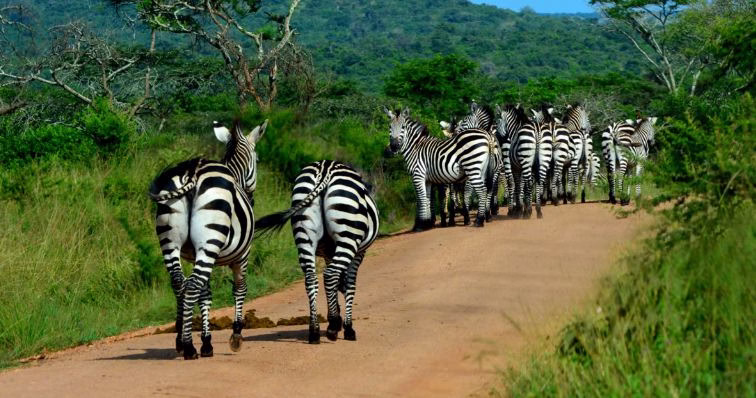 Where to Go on a Safari Before or After a Conference in Uganda