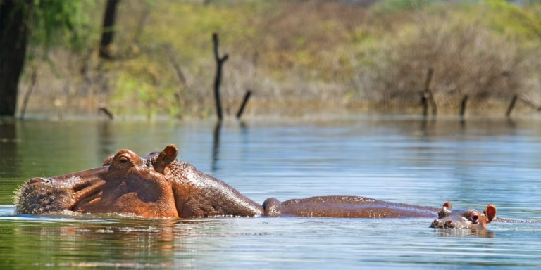 The Best 8 Rift Valley Lakes in Kenya