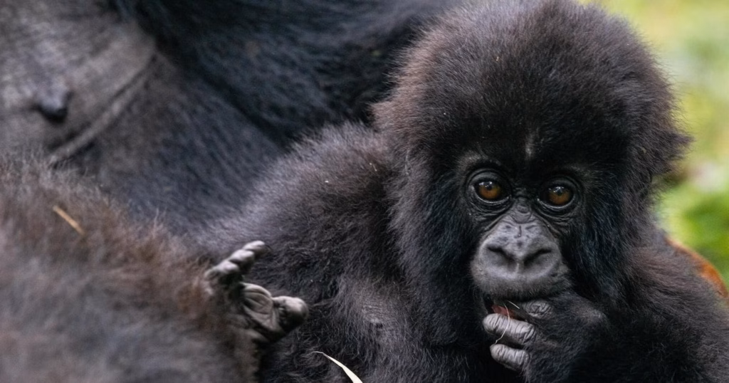 Interesting Facts About Baby Gorillas